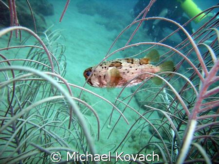 Puffer fish cruising on the inside reef at Lauderdale by ... by Michael Kovach 