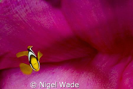 juvanile Clarks Anenomefish Nikon D200 60mm Dega Thila Ar... by Nigel Wade 
