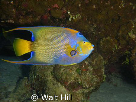 Queen posing for camera..... by Walt Hill 