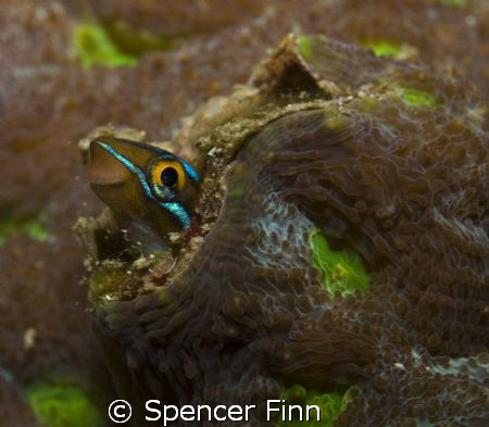 Bluestripped Fangblenny, 60mm lens by Spencer Finn 