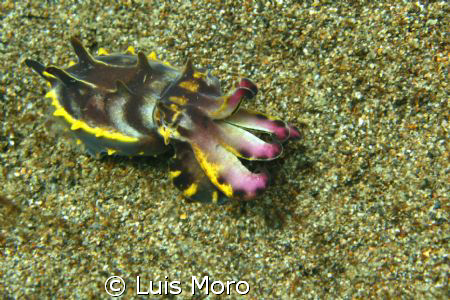 cuttlefish by Luis Moro 