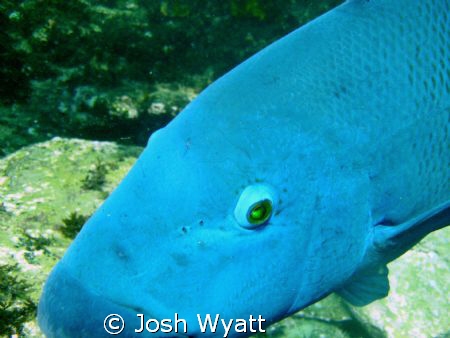 This guy found my camera fascinating. by Josh Wyatt 