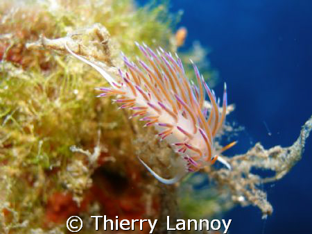 Flabelinna showing off her elegant colors in Ibiza..... by Thierry Lannoy 