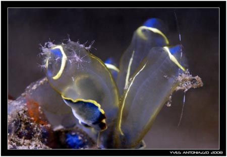I only saw the flat worm on the turnicate at the time of ... by Yves Antoniazzo 