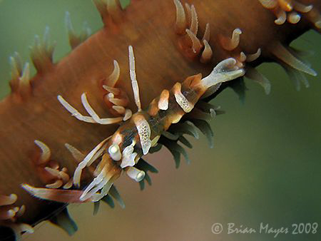I don't remember how many Sea Whips I looked at before I ... by Brian Mayes 