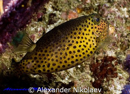 Trunkfish. Canon 40D, SIGMA 50mm macro. by Alexander Nikolaev 
