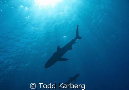 You gotta make sure you look up every once in a while, yo... by Todd Karberg 