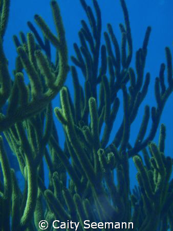 This is a close up shot of a type of fan coral, taken abo... by Caity Seemann 