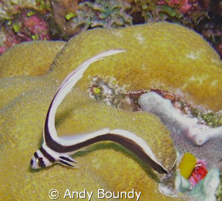 Juvenile spotted drum - 35 ft. SeaLife DC600. About 3.5" ... by Andy Boundy 