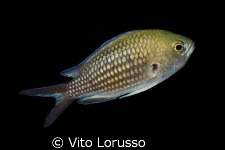 Fishs - Chromis chromis by Vito Lorusso 