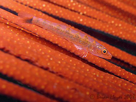Sometimes you need good eyes to see things underwater. Th... by Brian Mayes 