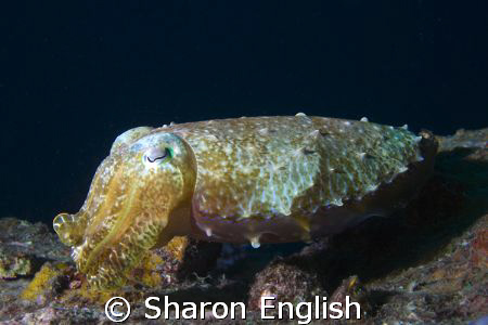 Cuttlefish - so ugly it's beautiful by Sharon English 