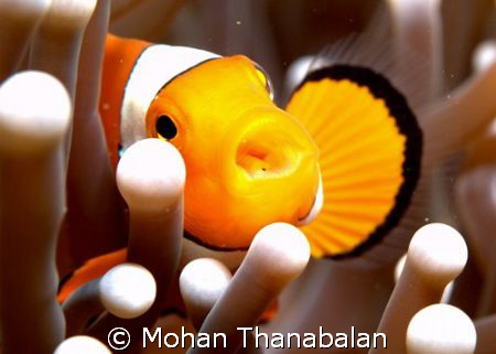 Feed me! I'm hungry! Pic taken in Lembeh Straits, Indonesia by Mohan Thanabalan 