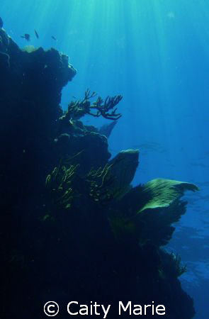 wall of reef off of Florida Keys.  No editing, just natur... by Caity Marie 