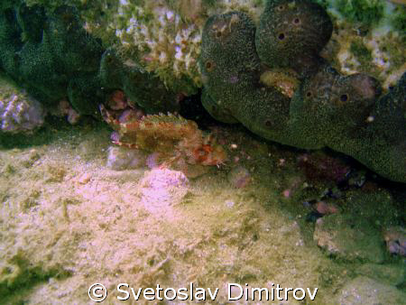 Dragon fish, quite small but very dangerous  by Svetoslav Dimitrov 