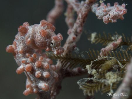 2 pygme's, far Northern Great Barrier Reef by Steffen Binke 