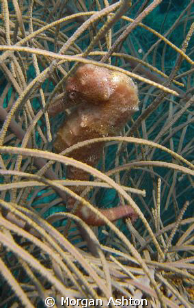 Seahorse off of Klein Bonaire. Taken with a Sea and Sea D... by Morgan Ashton 