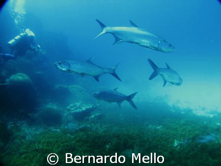 This is an interestign pic, has some magic of having thos... by Bernardo Mello 