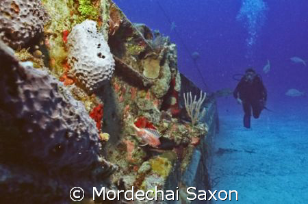 WRECKED DIVE by Mordechai Saxon 