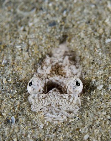 A baby stargazer staring skyward and waiting for a meal. ... by Cal Mero 