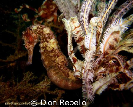 this little beauty was hiding at about 30m, but thanks to... by Dion Rebello 