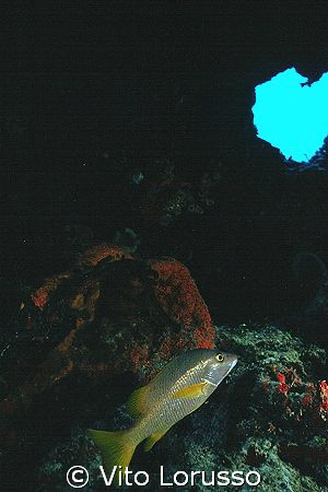 Fish by Vito Lorusso 