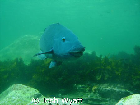 Sydney Blue Groper shot with Intova IC-600. by Josh Wyatt 
