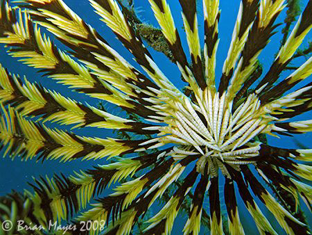 Is this the national flag of Malaysia or a Feather Star?.... by Brian Mayes 