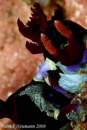 don t  let me fall :)
Nudis mating in Anilao, Philippine... by Patrick Neumann 
