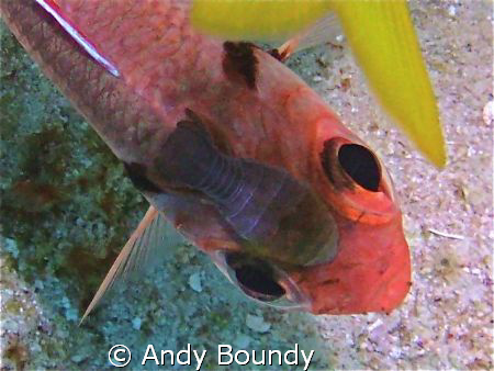 Cymothoid isopod attached to a blackbar soldier fish - at... by Andy Boundy 