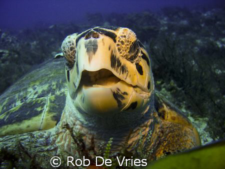 Turtle, looking up while eating, in lots of current. by Rob De Vries 