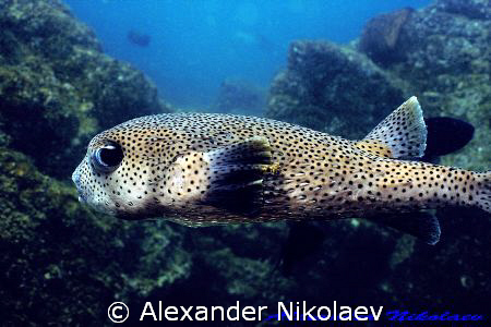 Puffer fish. Canon 40D, SIGMA 50mm macro. Dibba Rock, Fuj... by Alexander Nikolaev 