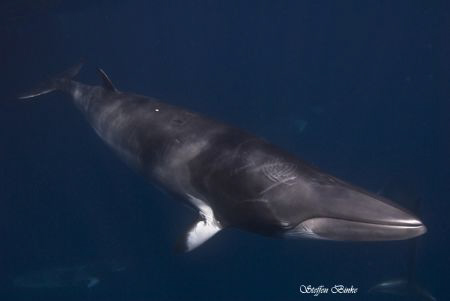 Minke with Tatoo, another 3 mnke's in the Background, Sho... by Steffen Binke 