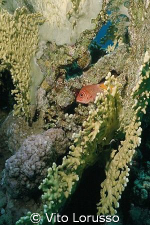 Fishs - Myripristis murdjan by Vito Lorusso 