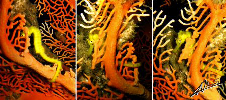 Baby Sea Horse Peek-a-boo! Photoshopped just to show the ... by Adriano Trapani 