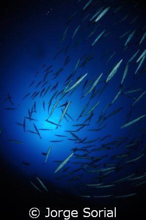 Photograph taken at a depth of 46 meters in a dive site w... by Jorge Sorial 
