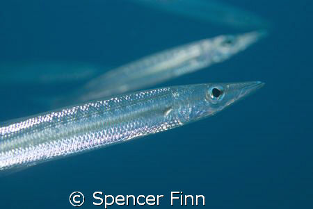 Bigeye Barracuda, 60mm lens by Spencer Finn 