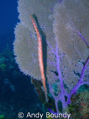 A trumpet fish, nicely lined up with a sea fan. This was ... by Andy Boundy 