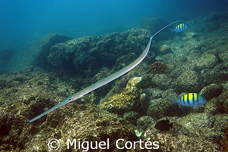 A garpike in the Sea of Cortez. by Miguel Cortés 