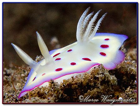 Small Nudibranch (Chromodoris kuniei) in Tulamben, Bali by Marco Waagmeester 