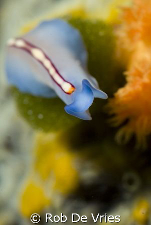 Lots of beautifull flatworms like this one in Wakatobi, F... by Rob De Vries 