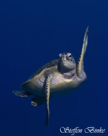 Ninja Turtle! by Steffen Binke 