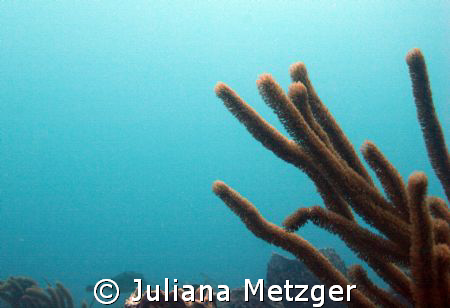 West Palm Beach 45 Feet Below.  by Juliana Metzger 