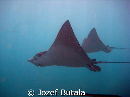 Eagle rays , Mala ramp, Lahaina, Maui... by Jozef Butala 