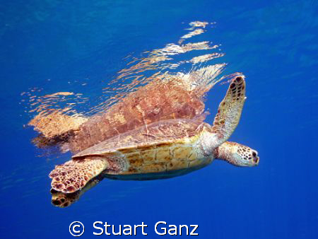 Reflections  by Stuart Ganz 