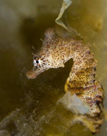 A temperate short headed seahorse at hiding at the base o... by Cal Mero 