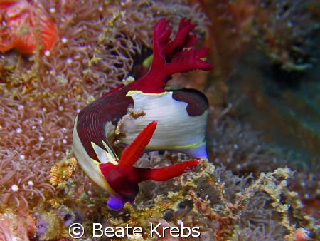 Nembrotha sp., Canon S70 with Macro lens , Inon Z240
 by Beate Krebs 