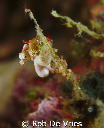 Pair of Pontowii pigmee seahorses +/- 0,8 cm in Raja Ampa... by Rob De Vries 