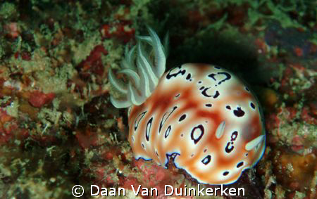 Chromodoris leopardus on the Perhentian Islands.  by Daan Van Duinkerken 