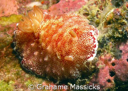 Found off Tioman Island, shot on my Olympus 5060. by Grahame Massicks 
